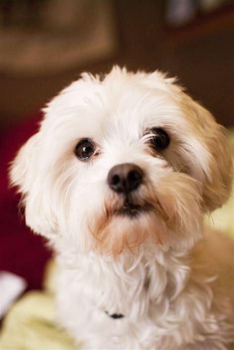 Size and Weight of the Adult Havachon Dog. Classed as a toy dog, the Havanese typically stands at 8.5 to 11.5 inches. Weight-wise, you can expect them to be between 7 and 13 pounds. Similar in height, the Bichon is usually measured at around 9.5 to 11.5 inches at the withers. This hound is a fair bit heavier though, weighing in at 12 to …